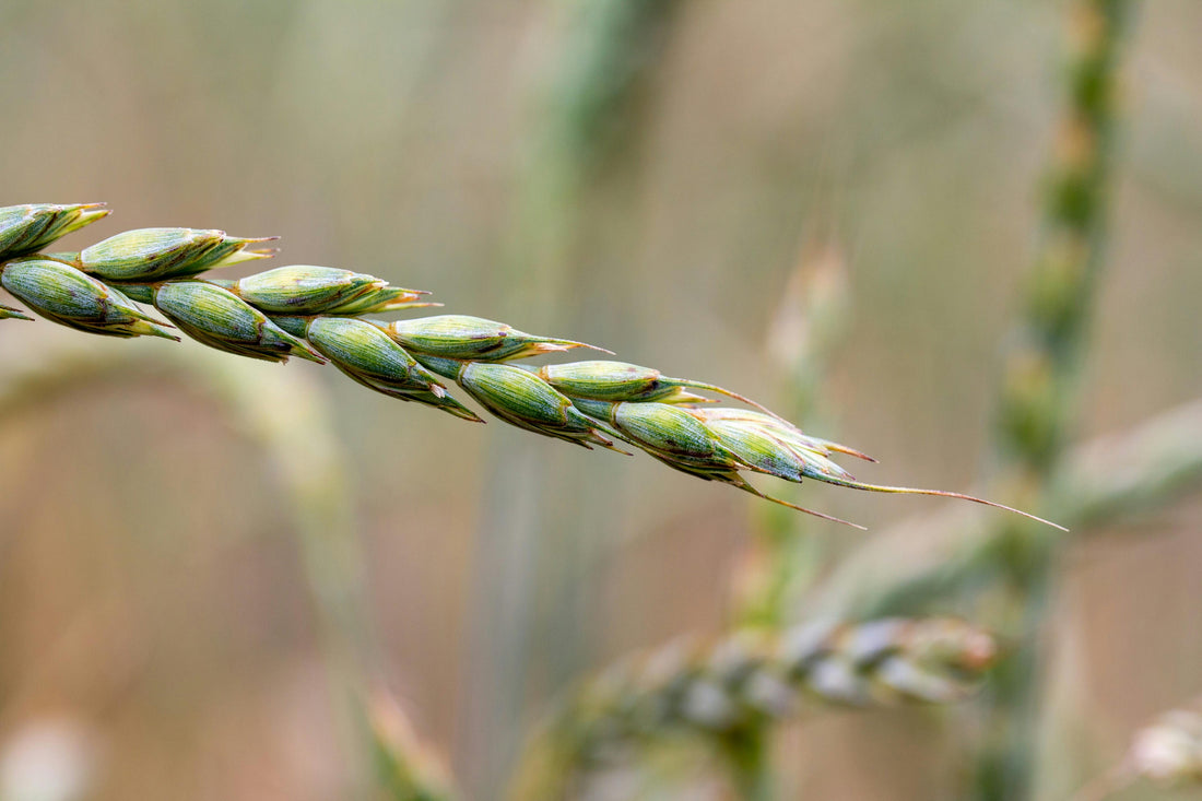 5 Myths and Facts about Celiac Disease